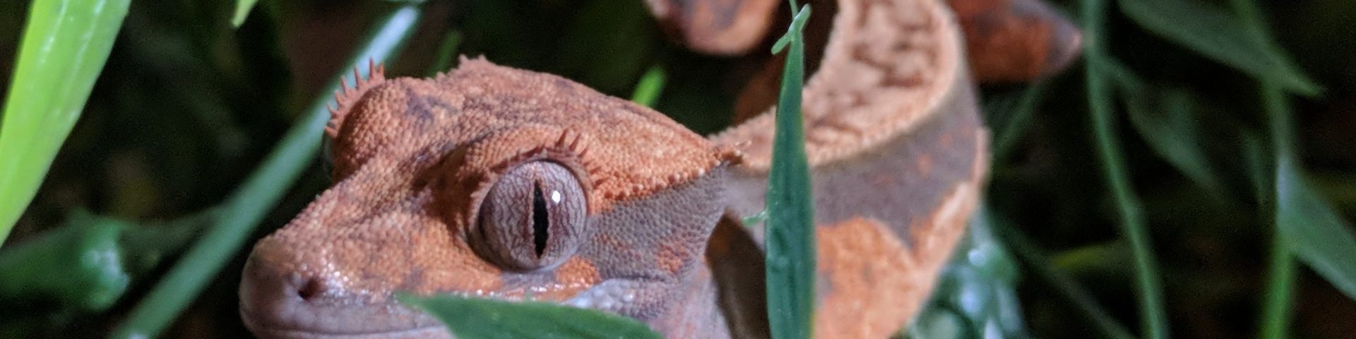 2 crested geckos