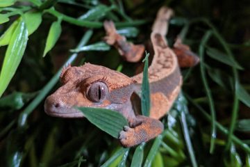 2 crested geckos