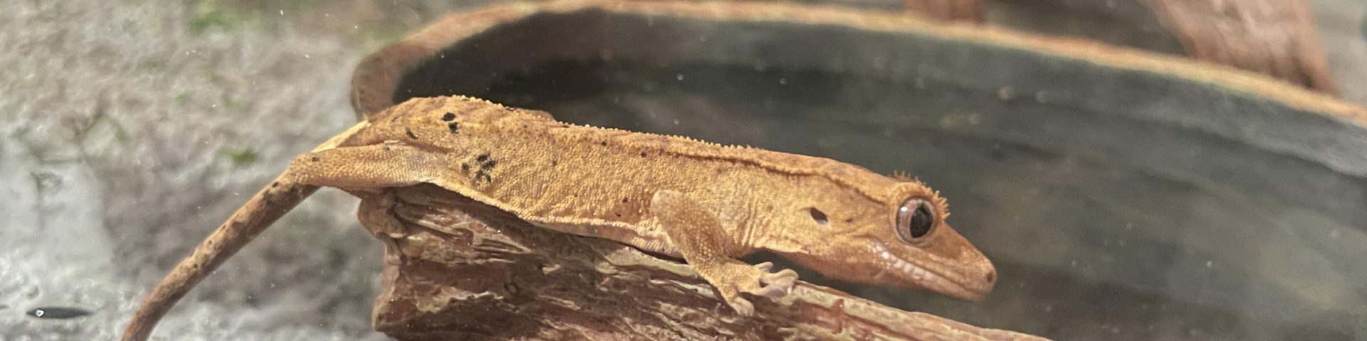 Crested Gecko Costs