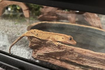 Crested Gecko Costs
