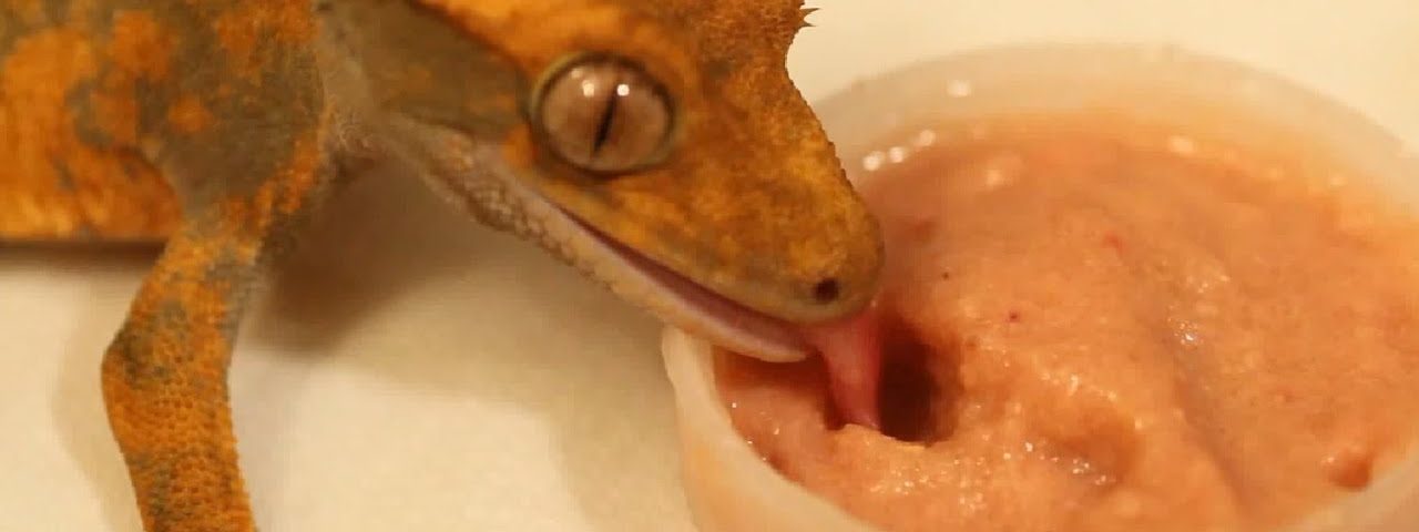 What Do Crested Geckos Eat