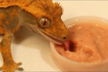What Do Crested Geckos Eat