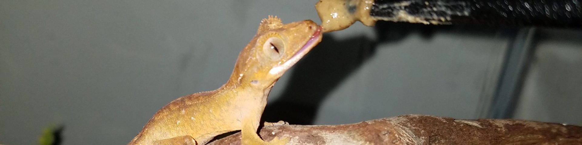 How often should I feed my Crested Gecko?