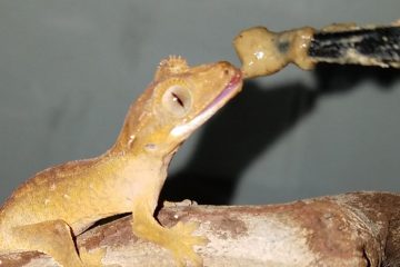 How often should I feed my Crested Gecko?