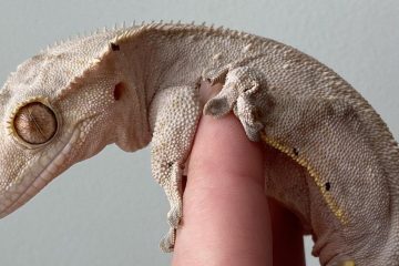 Can Crested Geckos jump?