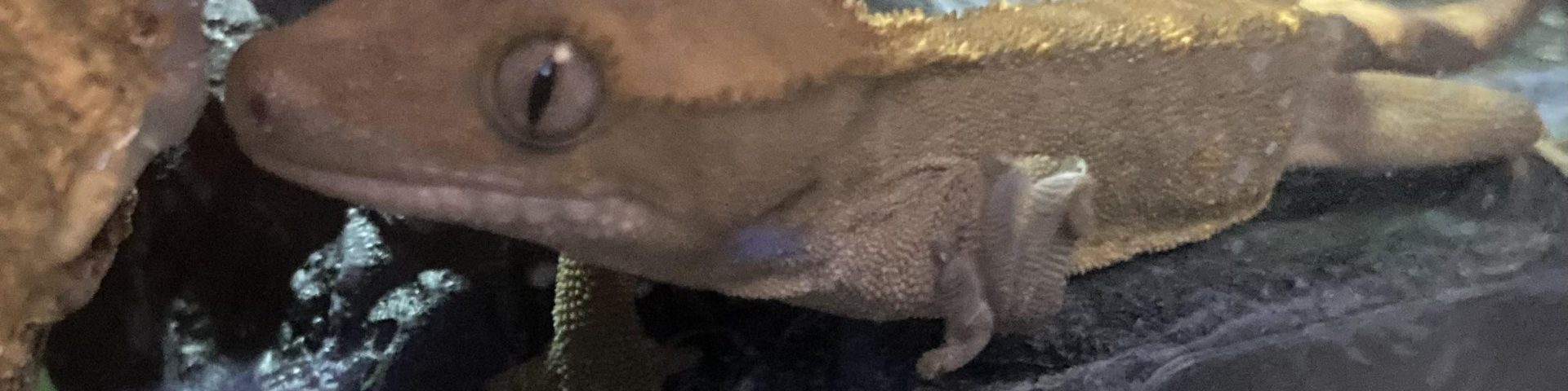 Are Crested Geckos nocturnal?