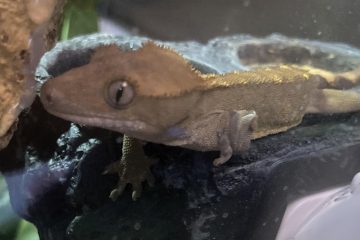 Are Crested Geckos nocturnal?