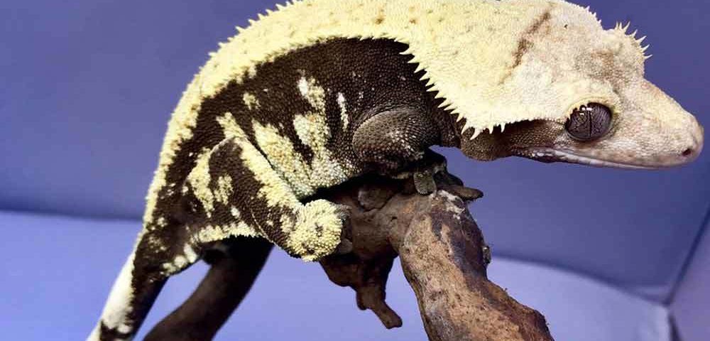 Crested Gecko Pros & Cons