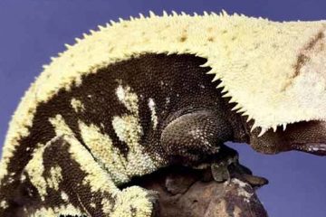 Crested Gecko Pros & Cons