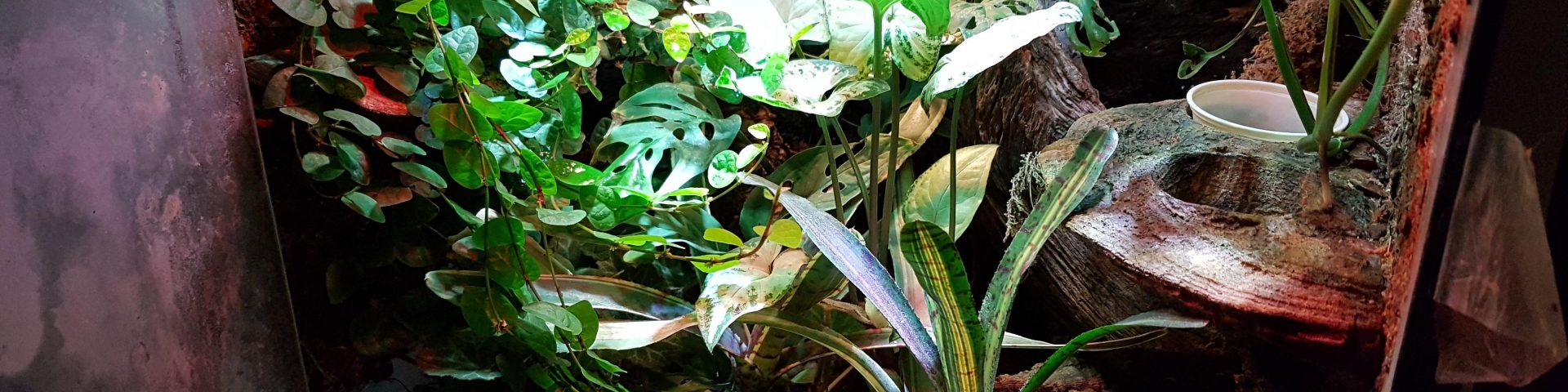 Gecko Terrarium Plants