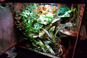 Gecko Terrarium Plants