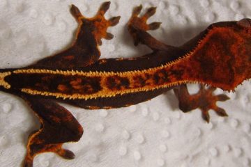 Do Crested Geckos change colour?