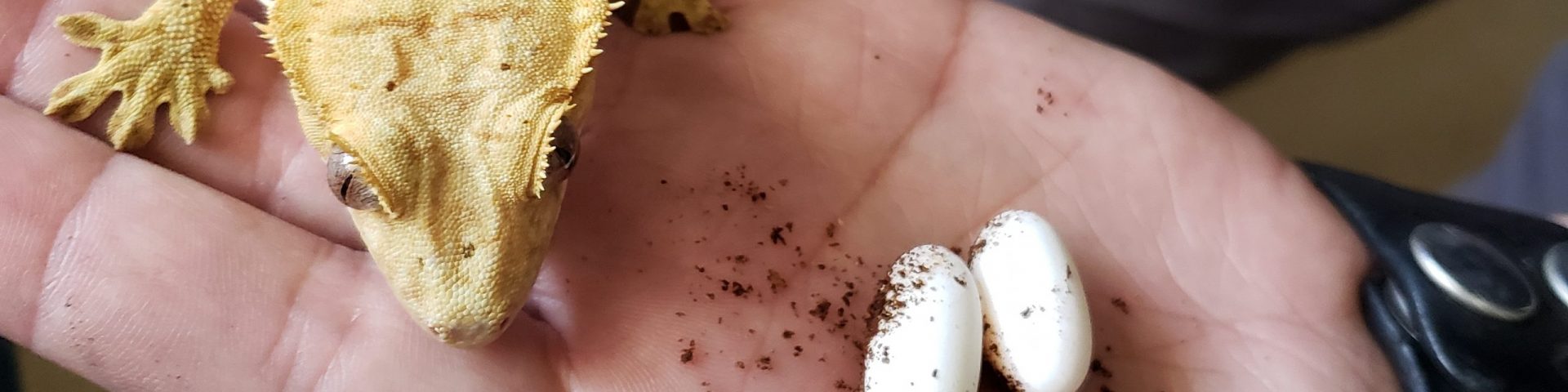 How many eggs do Crested Geckos lay?