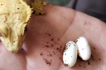 How many eggs do Crested Geckos lay?