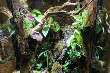 Crested Gecko Enclosure