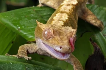 Do Crested Geckos make a good pet?