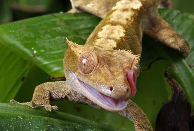 Do Crested Geckos make a good pet?
