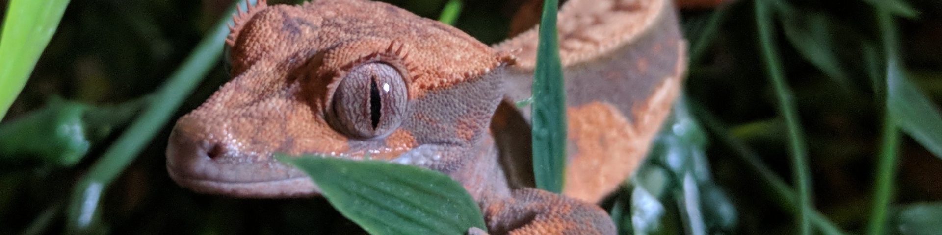 Do Crested Geckos hibernate?