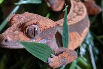 Do Crested Geckos hibernate?