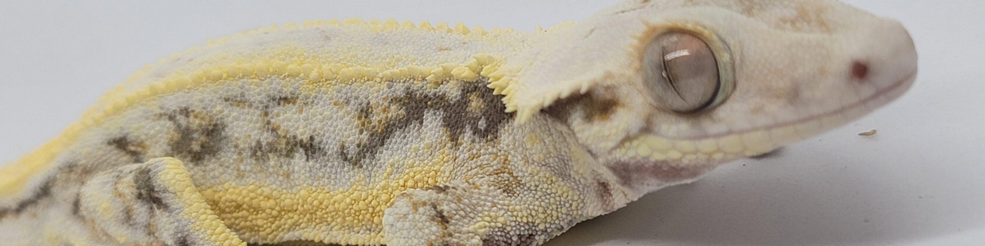 How long do Crested Geckos live?