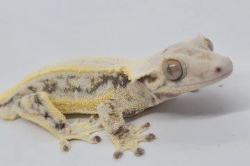 How long do Crested Geckos live?
