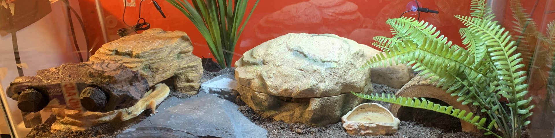 Heatlamp for Gecko