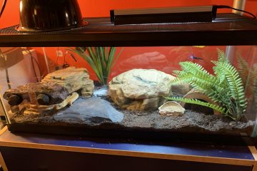 Heatlamp for Gecko