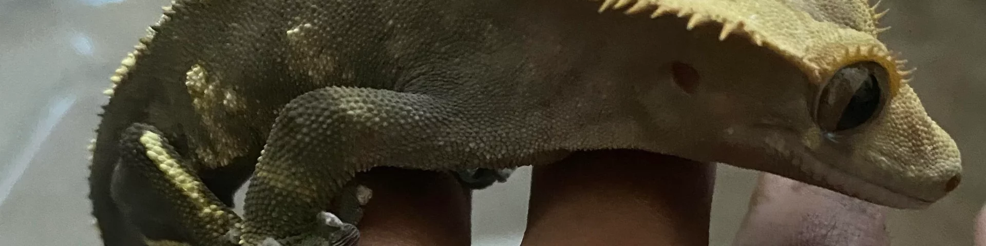 Holding a Crested Gecko