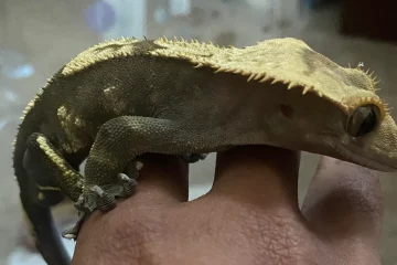 Holding a Crested Gecko