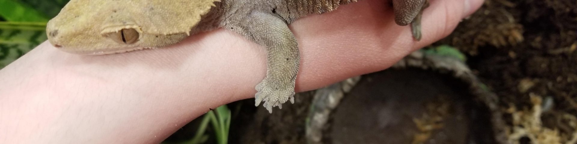 Large Crested Gecko