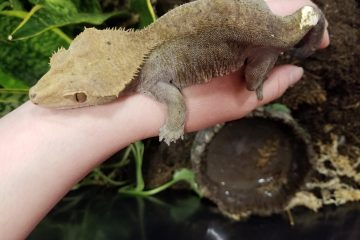 Large Crested Gecko