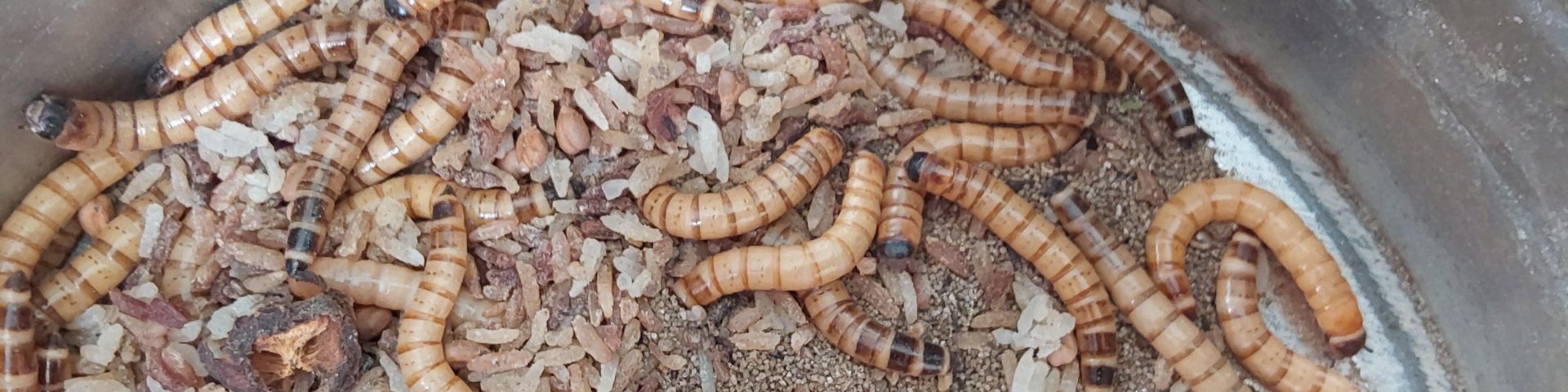meal worms