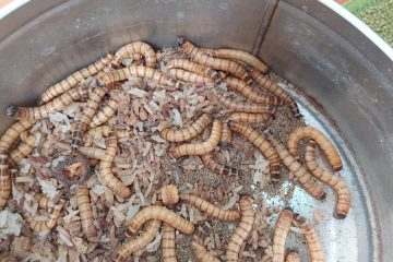 meal worms